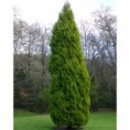 cupressus macrocarpa goldrest ( Limon Selvi )